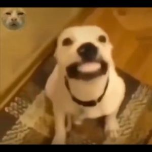 Meet your Posher, Angel